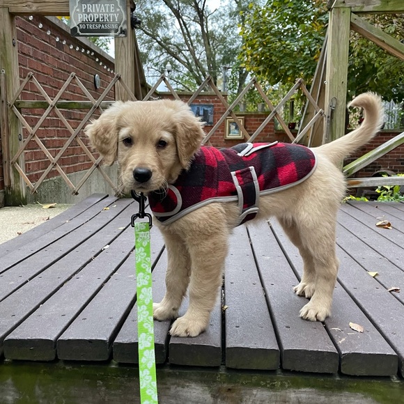ll bean dog fleece